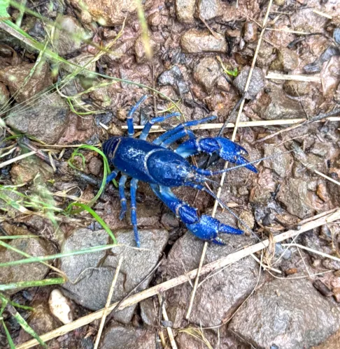 Early Marietta: On the Trail with an Allegheny Mountain Mudbug